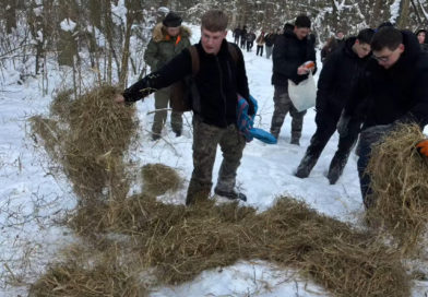 Akcja dokarmiania zwierząt