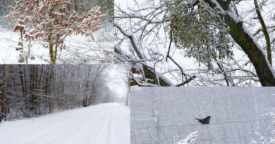 Zimowa aura na zdjęciach Szkolnego Patrolu Ekologicznego