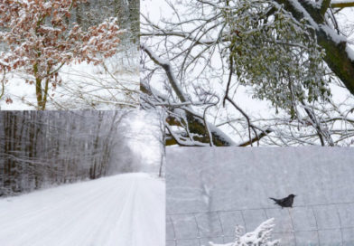 Zimowa aura na zdjęciach Szkolnego Patrolu Ekologicznego Zimowa aura na zdjęciach Szkolnego Patrolu Ekologicznego